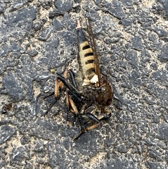 Promachus rufipes