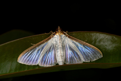 Margaroniini
