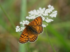 Melitaea