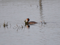 Podiceps cristatus