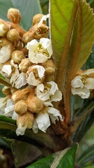 Eriobotrya japonica