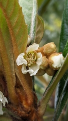 Eriobotrya japonica