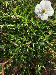 Oenothera pallida