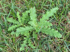 Cirsium arvense