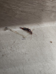 Euborellia annulipes