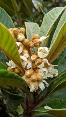 Eriobotrya japonica