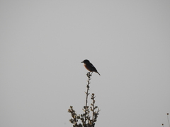 Saxicola rubicola