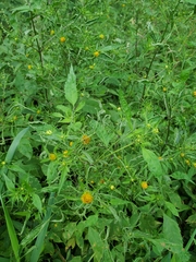 Bidens vulgata