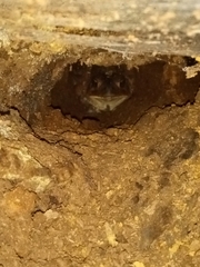 Anaxyrus americanus