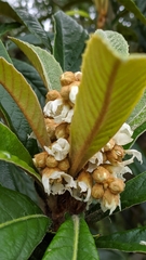 Eriobotrya japonica