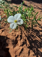 Oenothera pallida