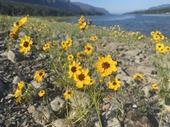 Coreopsis tinctoria atkinsoniana