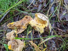 Hypomyces