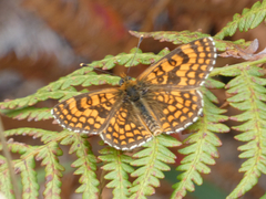 Melitaea deione