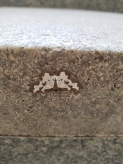 Lomaspilis marginata