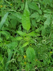 Bidens vulgata