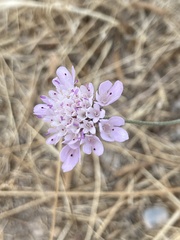 Sixalix atropurpurea