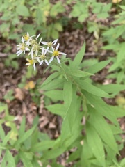Doellingeria umbellata