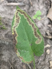 Nemorimyza posticata