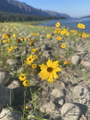 Coreopsis tinctoria atkinsoniana