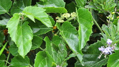 Cissus