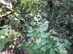 Arctium lappa