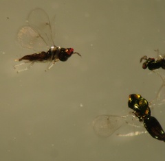 Closterocerus chamaeleon