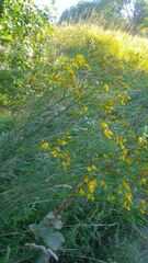 Jacobaea