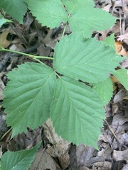 Rubus flagellaris