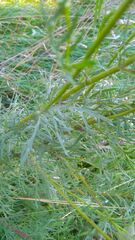 Jacobaea