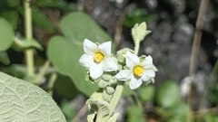 Solanum abutiloides
