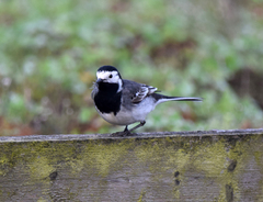 Motacilla alba yarrellii