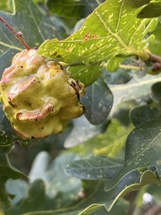 Andricus quercuscalicis