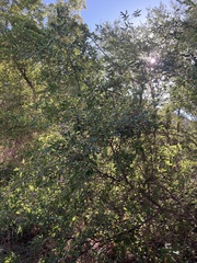 Celtis reticulata