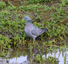Columba oenas