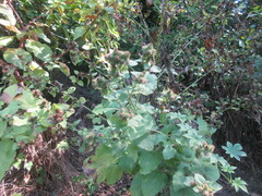 Arctium lappa