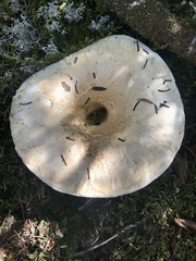 Russula brevipes