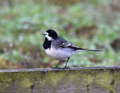 Motacilla alba yarrellii