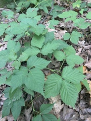 Rubus flagellaris