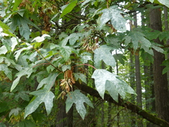 Acer macrophyllum