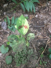Persicaria filiformis