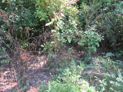 Arctium lappa