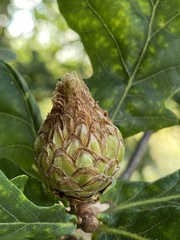 Andricus foecundatrix