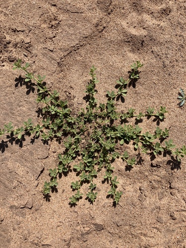 Arabian Lotus (Lotus arabicus)