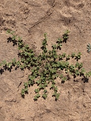 Arabian Lotus (Lotus arabicus)