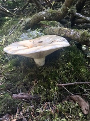 Russula brevipes
