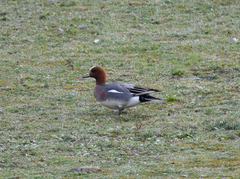 Mareca penelope