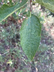 Celtis reticulata