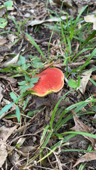 Hortiboletus rubellus