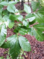 Carya tomentosa